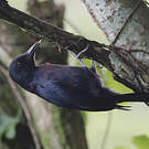 Pic de la Guadeloupe