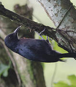 Guadeloupe Woodpecker