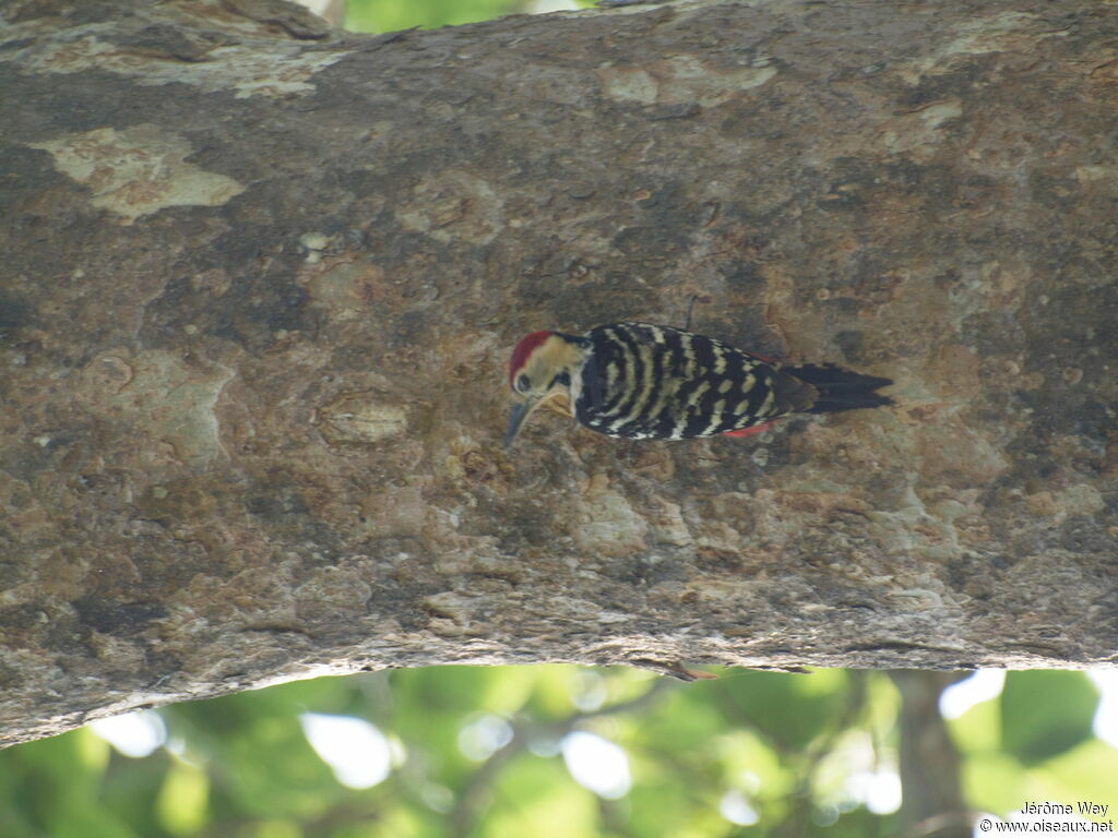 Fulvous-breasted Woodpecker