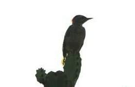 Nubian Woodpecker