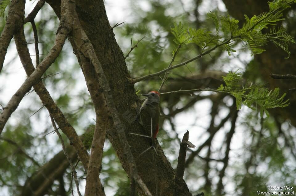 African Grey Woodpecker