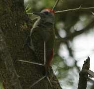 African Grey Woodpecker