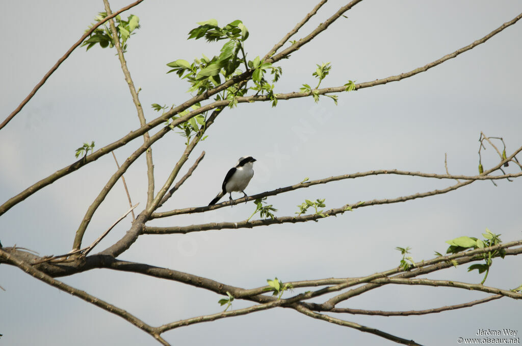 Grey-backed Fiscal