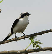 Grey-backed Fiscal