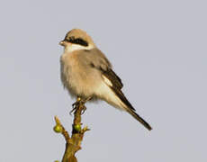 Lesser Grey Shrike