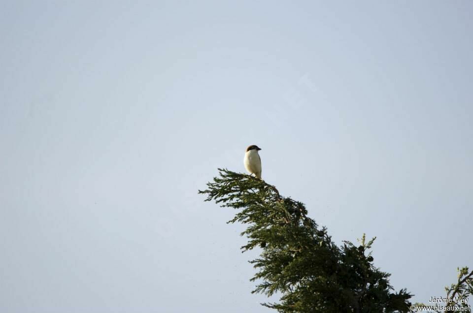 Woodchat Shrike