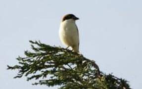 Woodchat Shrike