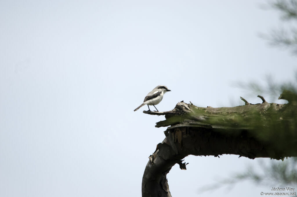 Mackinnon's Shrike