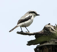 Mackinnon's Shrike