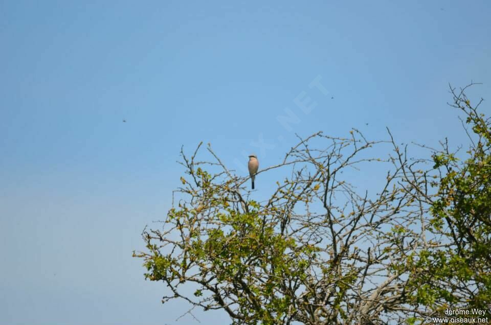 Red-backed Shrike