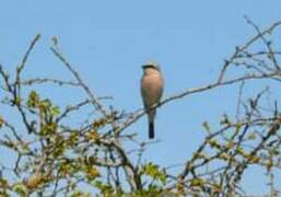 Red-backed Shrike