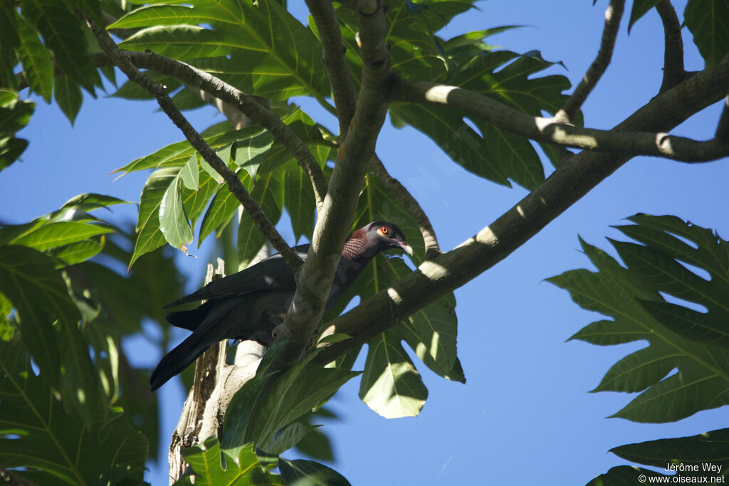 Scaly-naped Pigeon