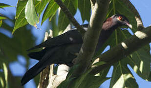 Scaly-naped Pigeon