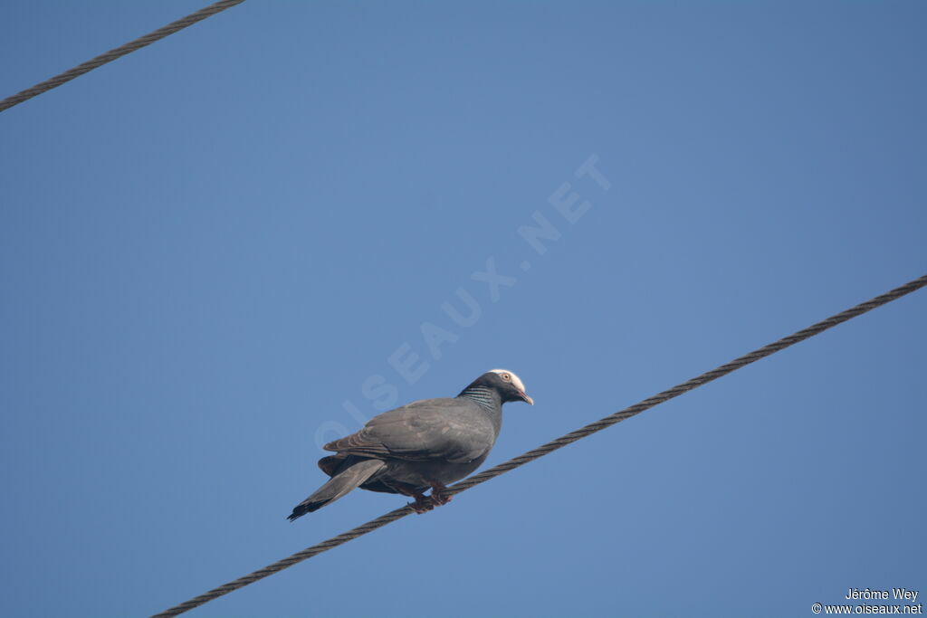 White-crowned Pigeon