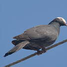 Pigeon à couronne blanche