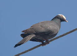 Pigeon à couronne blanche