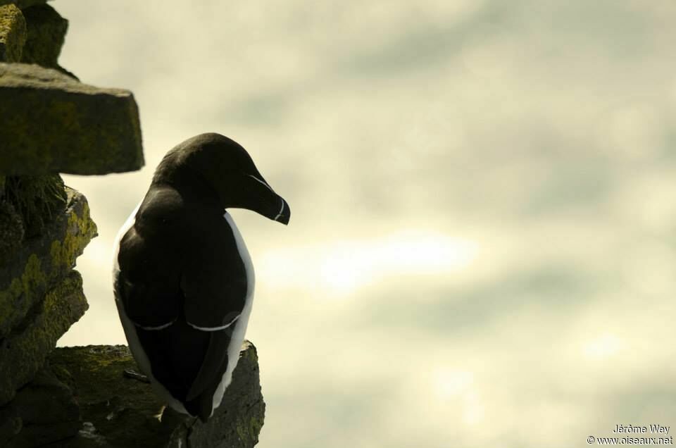 Razorbill