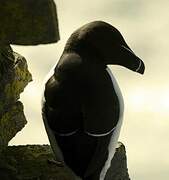 Razorbill