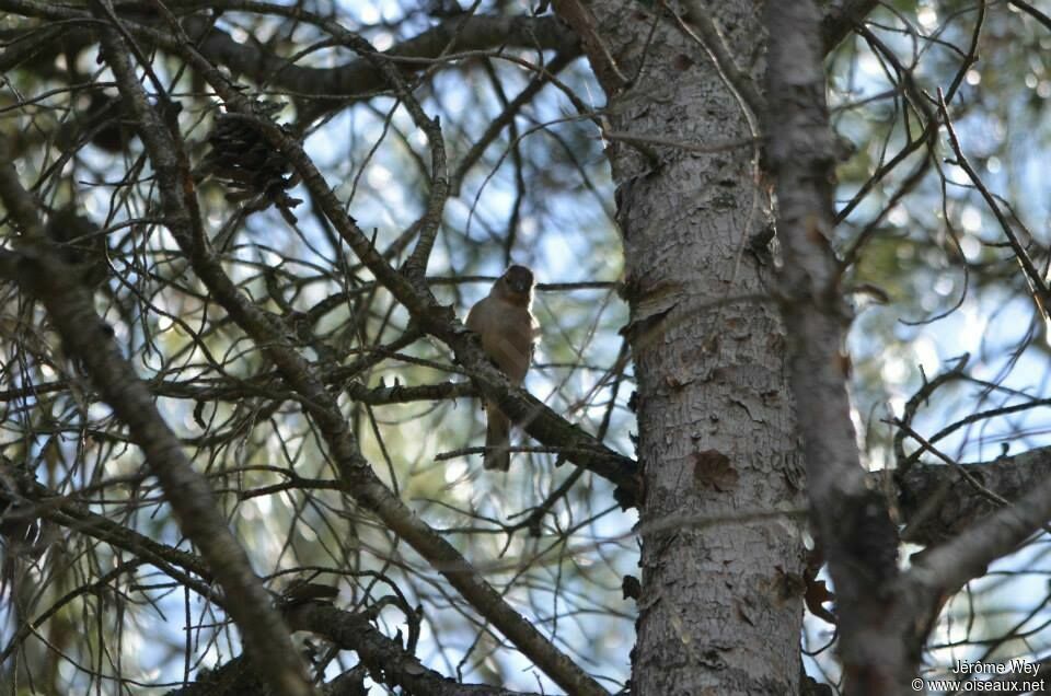 Pinson des arbres