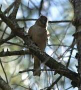 Eurasian Chaffinch