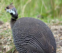 Helmeted Guineafowl