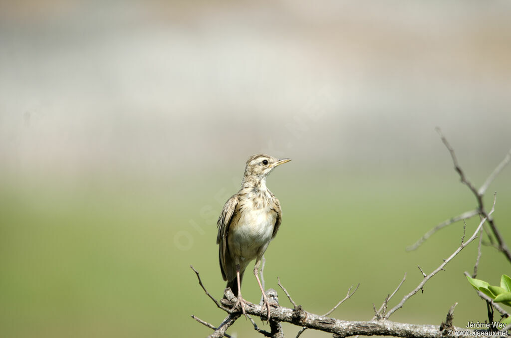 Pipit africain