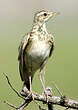 Pipit africain