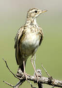 African Pipit