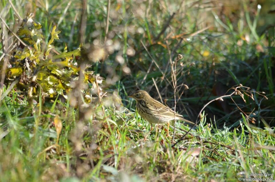 Meadow Pipit