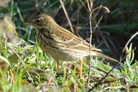 Pipit farlouse