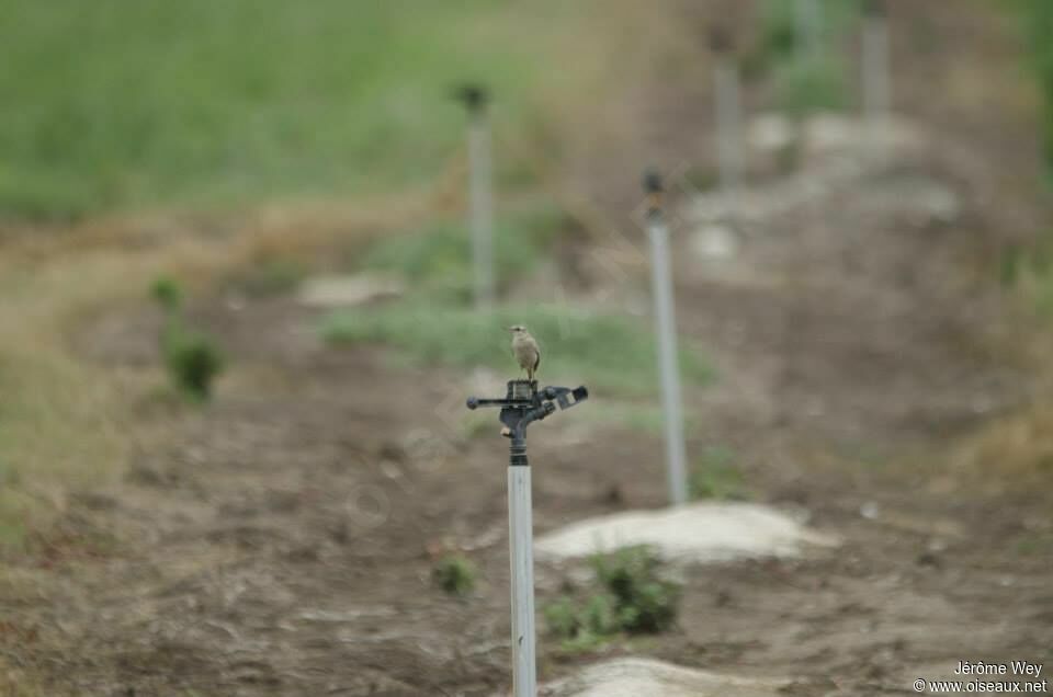 Tawny Pipit