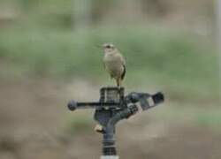 Tawny Pipit