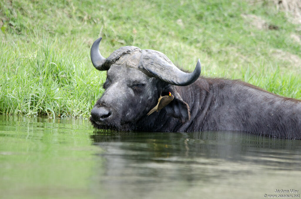 Yellow-billed Oxpecker