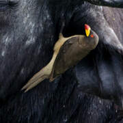 Yellow-billed Oxpecker