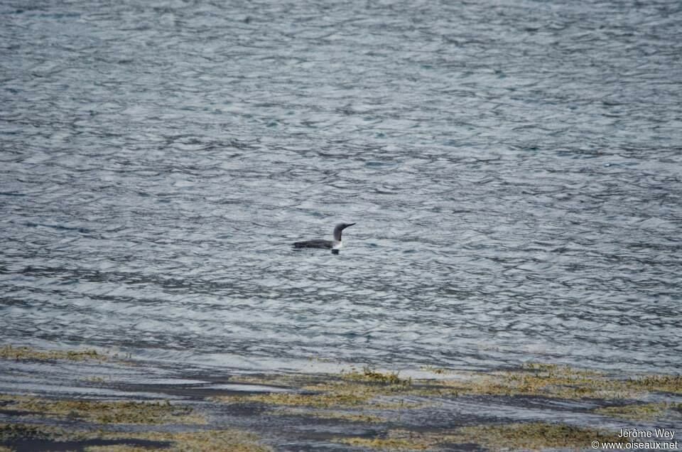 Red-throated Loon