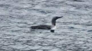 Red-throated Loon