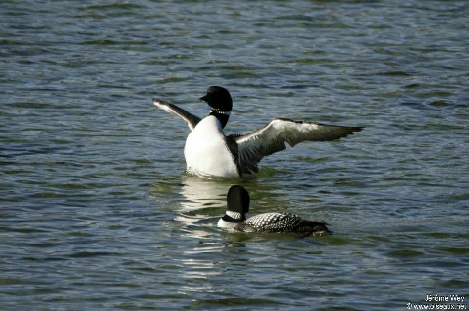 Plongeon imbrin