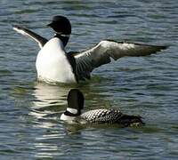 Common Loon