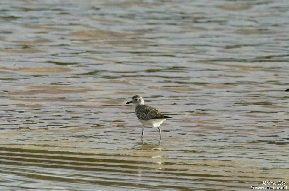 Grey Plover