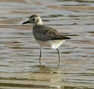 Grey Plover