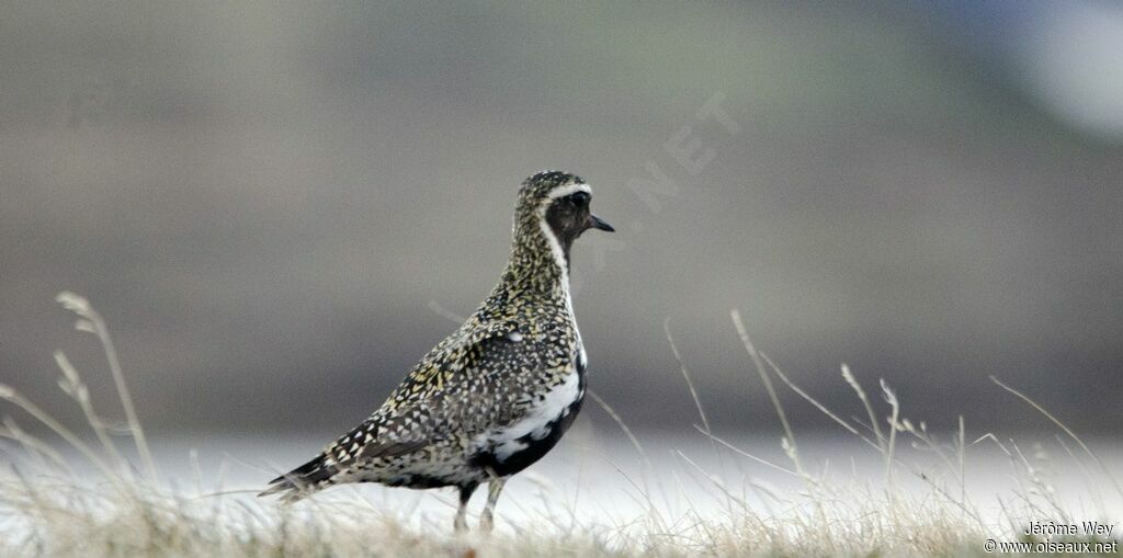 European Golden Plover