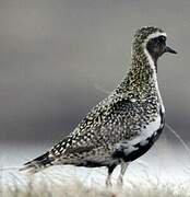 European Golden Plover