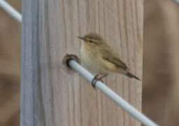 Common Chiffchaff