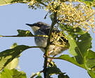 Prinia à gorge blanche