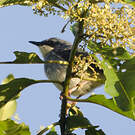 Prinia à gorge blanche