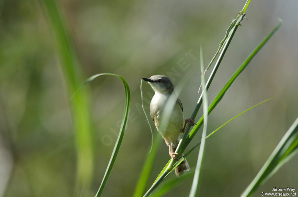 Prinia modeste