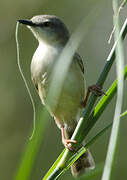 Tawny-flanked Prinia