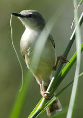 Prinia modeste