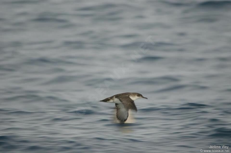 Yelkouan Shearwater