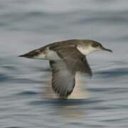 Yelkouan Shearwater